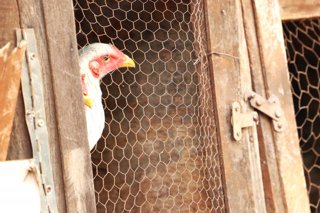 Defesa Agropecuária atua diante novo caso de Influenza Aviária em criação doméstica