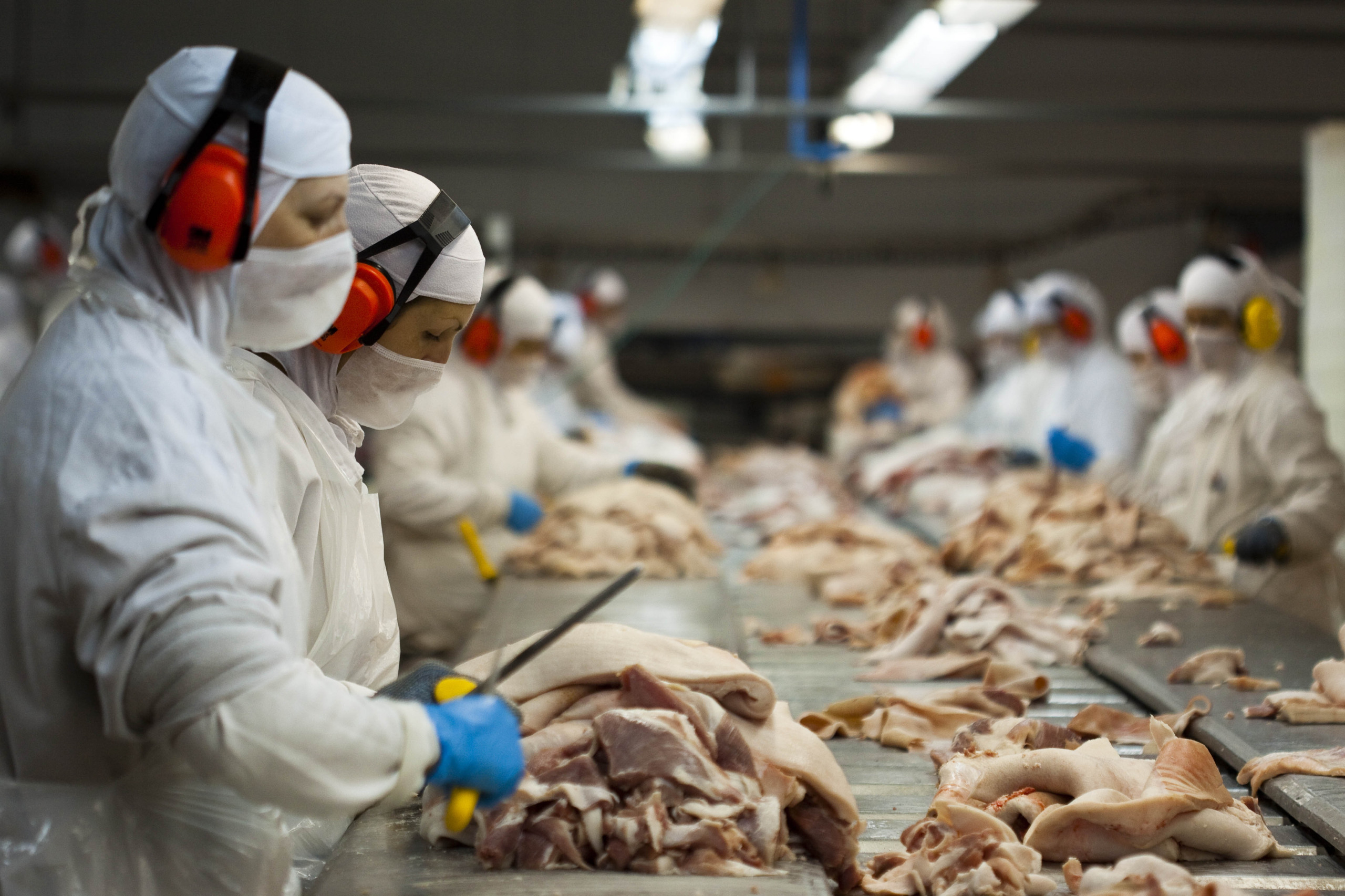 Santa Catarina tem potencial para liderar suinocultura sustentável no mundo
