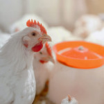 Influenza Aviária avança na Ásia com novos focos na Coreia do Sul, Japão e Índia