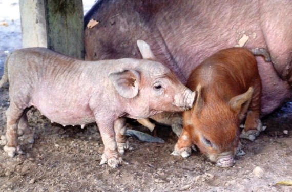 Programa sanitário voltado a suinocultura fortalece a produção em Rondônia
