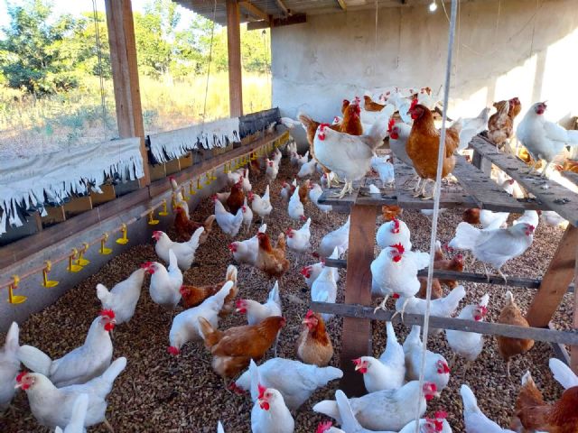 Produtores atendidos pelo Senar/MT comercializam mais de 1 milhão de ovos em menos de um ano