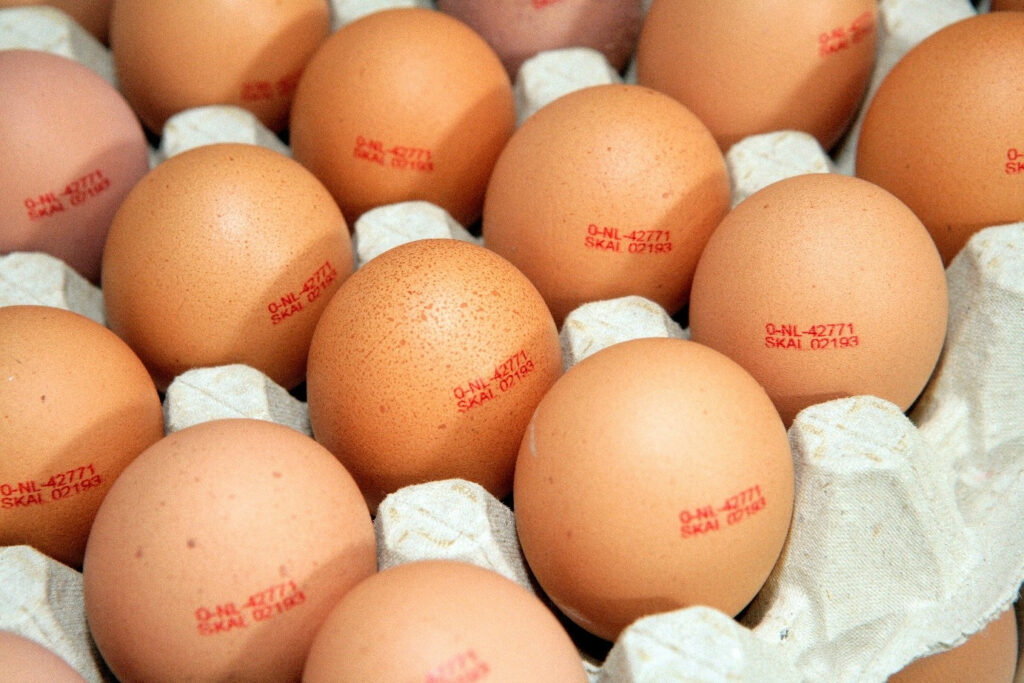 Avicultura Europeia: Ucrânia terá de cumprir padrões europeus para acesso à zona de livre comércio da UE