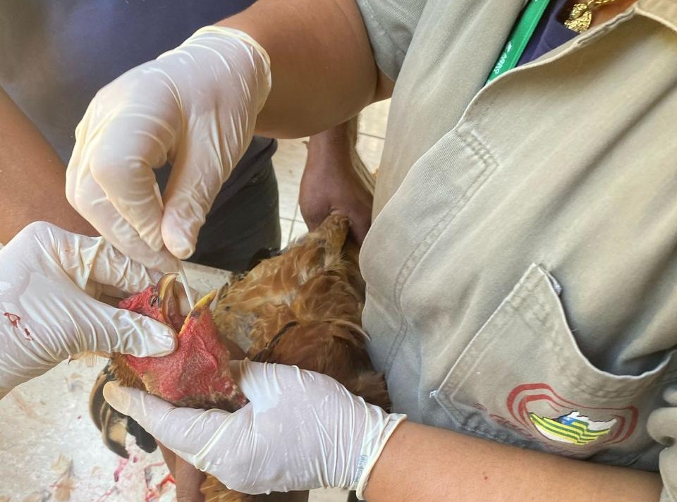 Goiás conclui novo ciclo de vigilância contra a Influenza Aviária e a doença de Newcastle