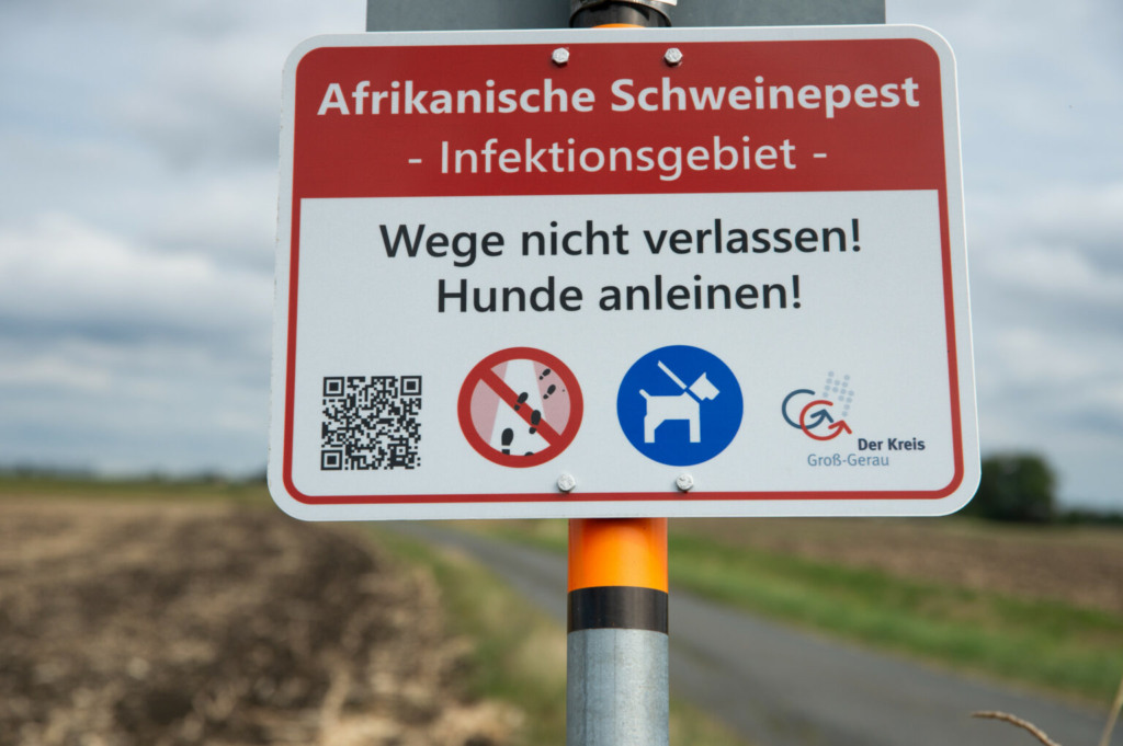 Autoridades intensificam medidas de Controle da PSA na Alemanha