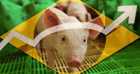 Brasil abre mercado para carne suína resfriada em Singapura e amplia acesso a destinos estratégicos