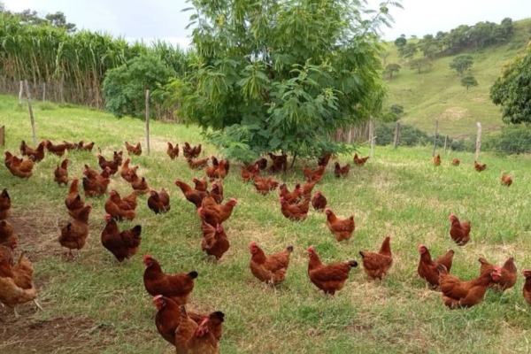 Coopera Paraná entrega estrutura para produção de ovos orgânicos no Vale do Ivaí