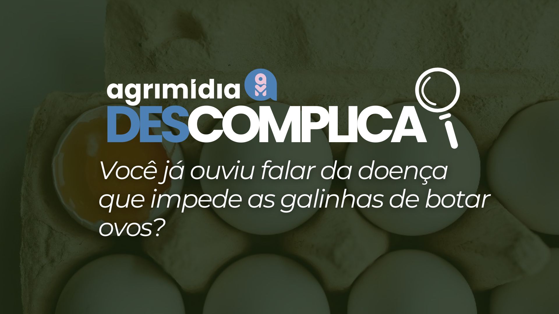 Agrimidia Descomplica: Você já ouviu falar da doença que impede as galinhas de botar ovos? Agrimidia Descomplica: Você já ouviu falar da doença que impede as galinhas de botar ovos?