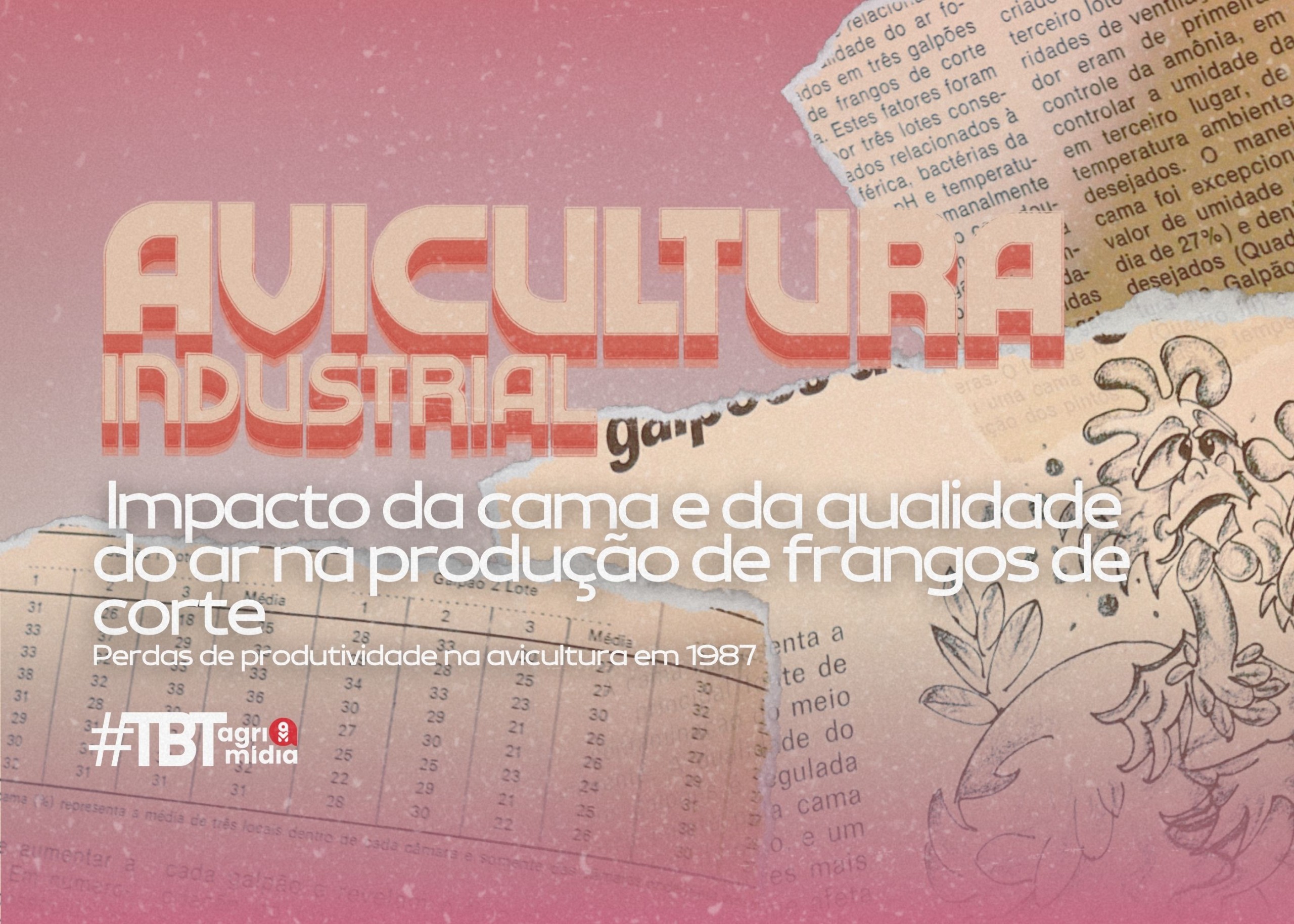 #TBT Agrimidia: Impacto da cama e da qualidade do ar na produção de frangos de corte na década de 1980