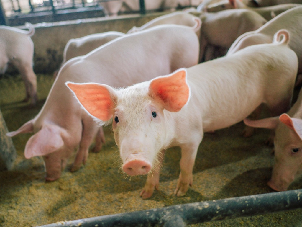 Adapec conclui monitoramento sorológico de Peste Suína Clássica: Tocantins livre do vírus