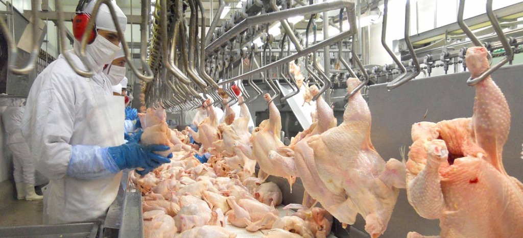 União Europeia reconhece Brasil como livre de Influenza Aviária e autoriza retomada das exportações