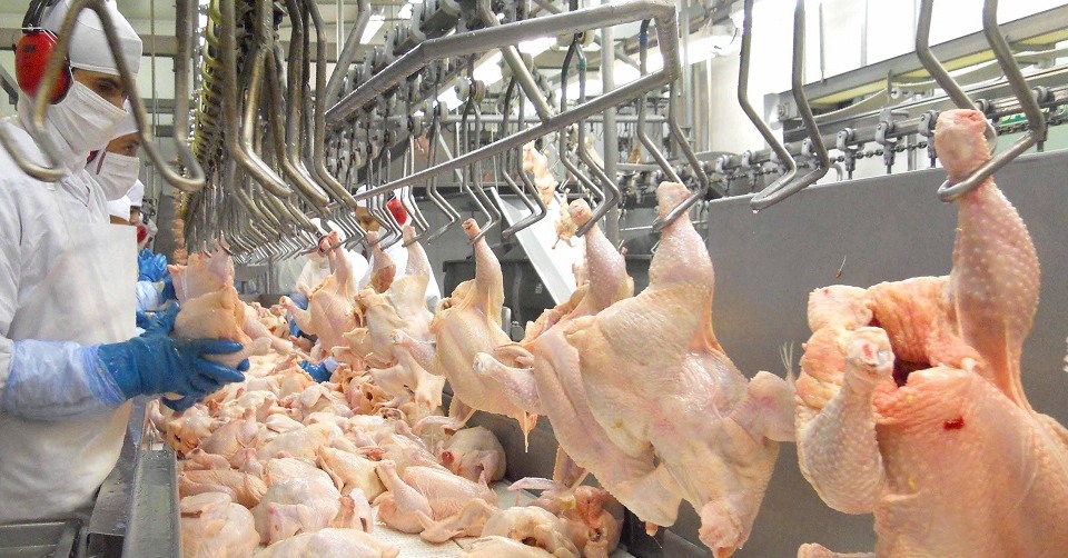 Carne de frango mantém trajetória de alta impulsionada por demanda interna e exportações