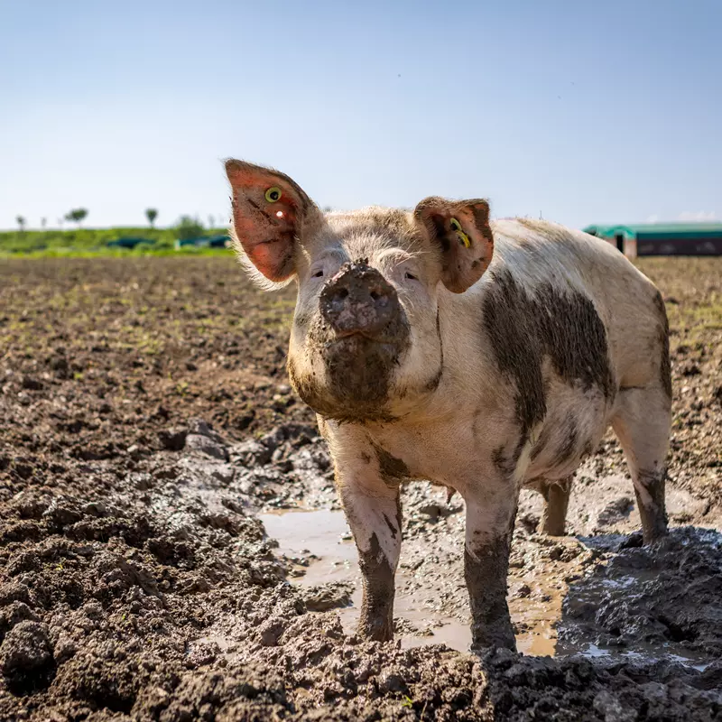 Calor na suinocultura do Reino Unido: RSPCA orienta produtores rurais