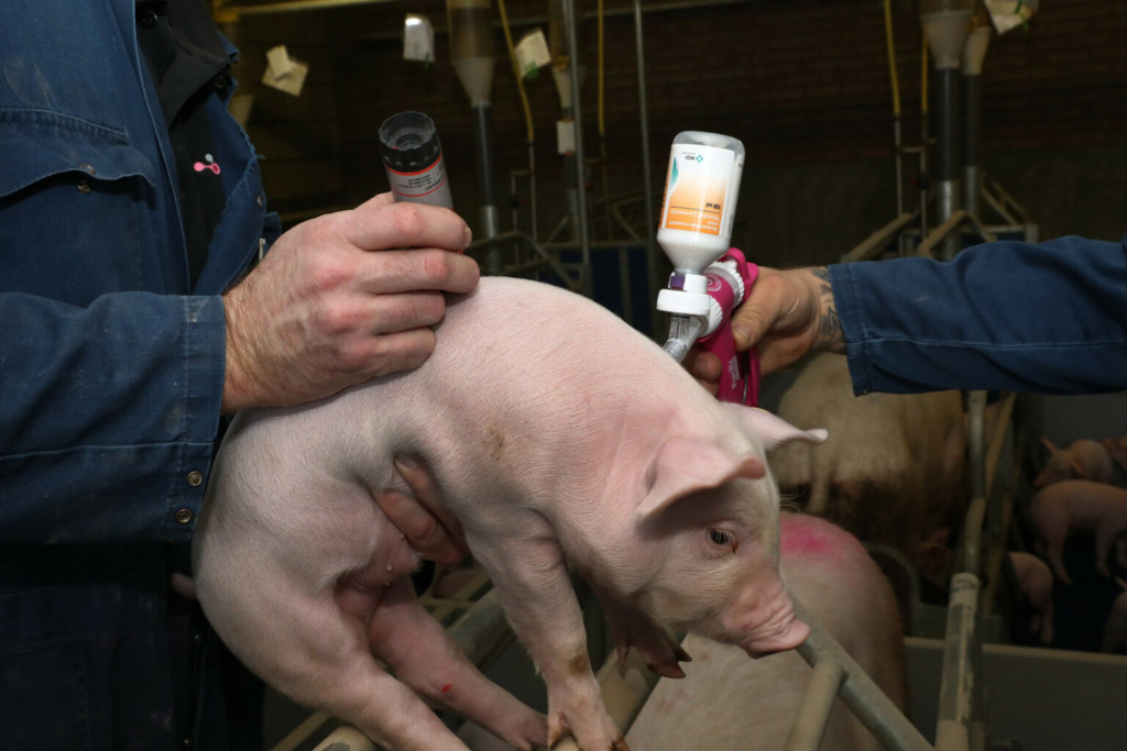 Sanidade Internacional: Rússia busca autossuficiência em vacinas para suínos