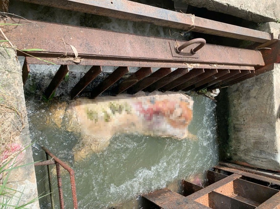 Surto de Peste Suína Africana se espalha no Vietnã e descarte irregular de carcaças agrava crise Surto de Peste Suína Africana se espalha no Vietnã e descarte irregular de carcaças agrava crise