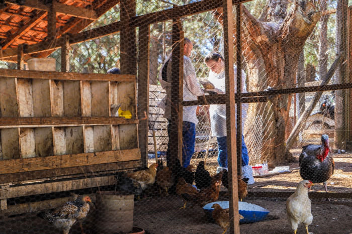 Defesa Agropecuária finaliza Plano de Vigilância para Influenza Aviária e Doença de NewCastle