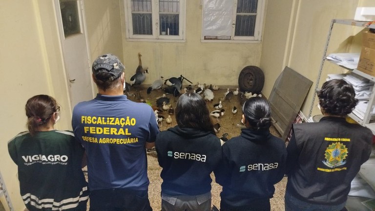 Vigiagro participa de ação para resgatar 60 aves ornamentais na fronteira entre Brasil e Argentina