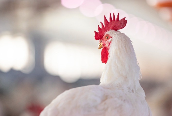 Produção de frangos de corte na América Latina: Brasil se destaca no 1º lugar