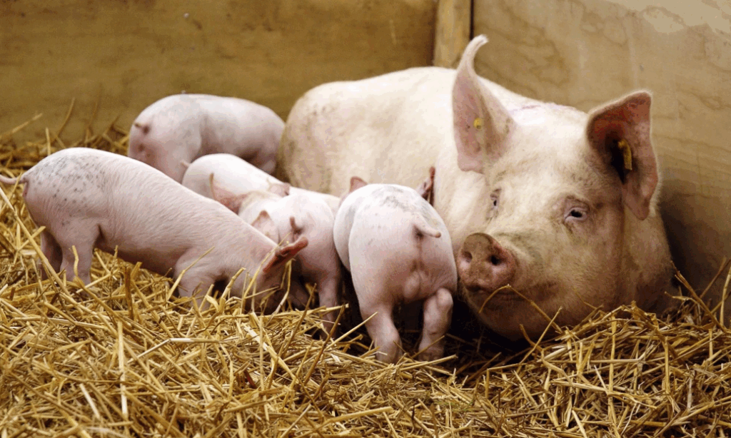 Preços de matrizes suínas atingem níveis históricos nos Estados Unidos