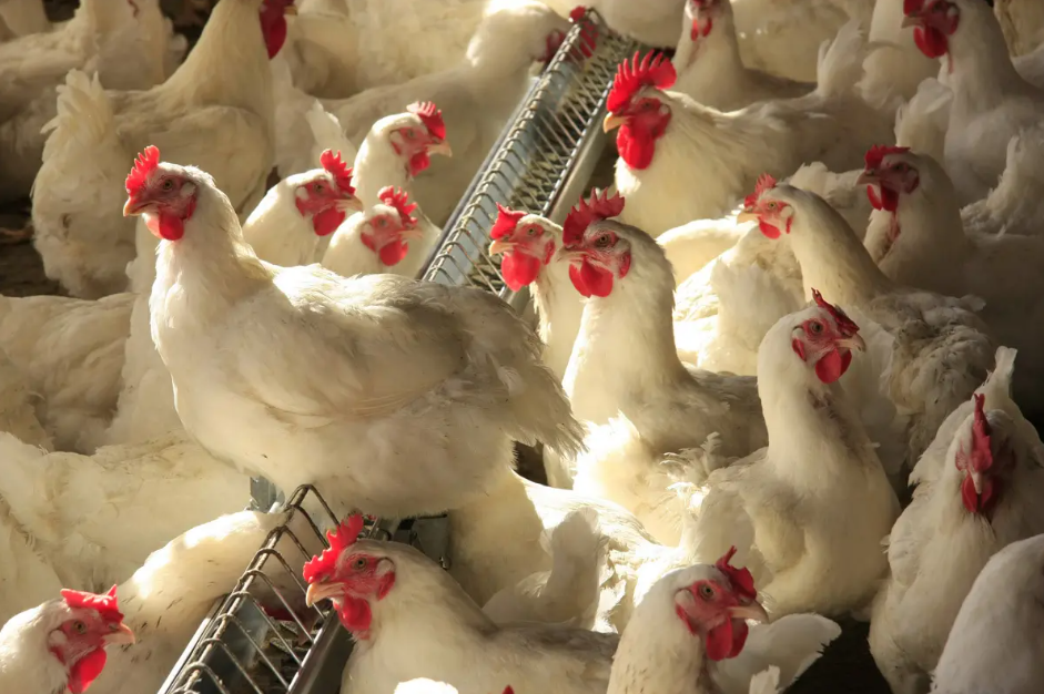 Abertura de mercado para aves vivas do Brasil para os Emirados Árabes Unidos