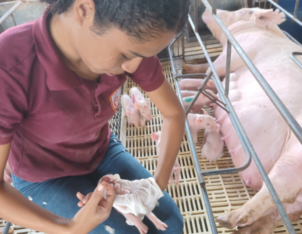 Estudo investiga suplemento alimentar para reduzir mortalidade de leitões em granjas