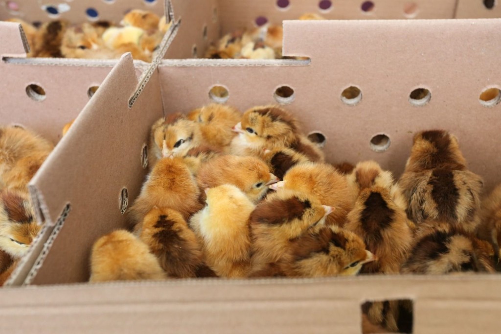 Entrega de kits de avicultura promove inclusão produtiva e geração de renda no Recôncavo Baiano