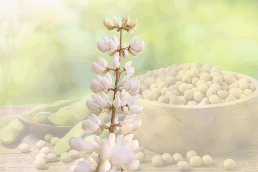 Tremoço branco: alternativa promissora para o farelo de soja na Suinocultura