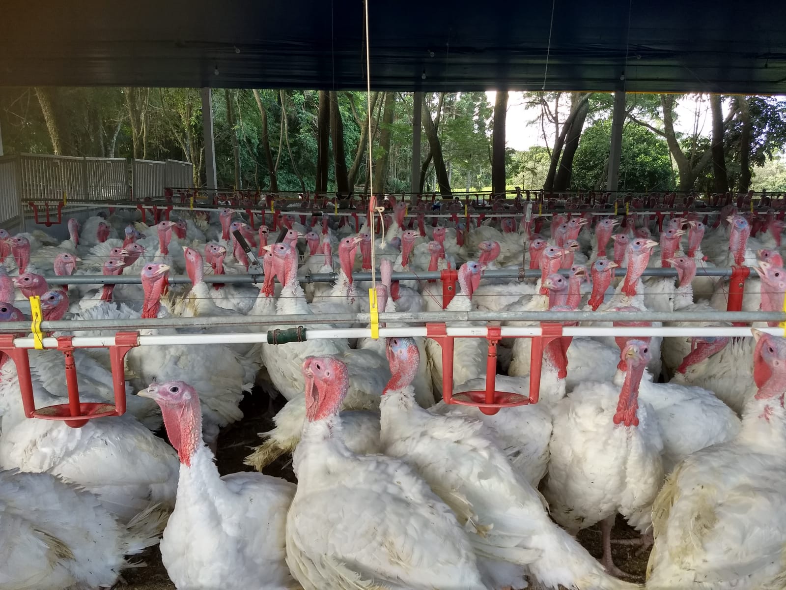 Avicultura global: entidade internacional incorpora federação dos EUA e amplia articulação do setor de perus