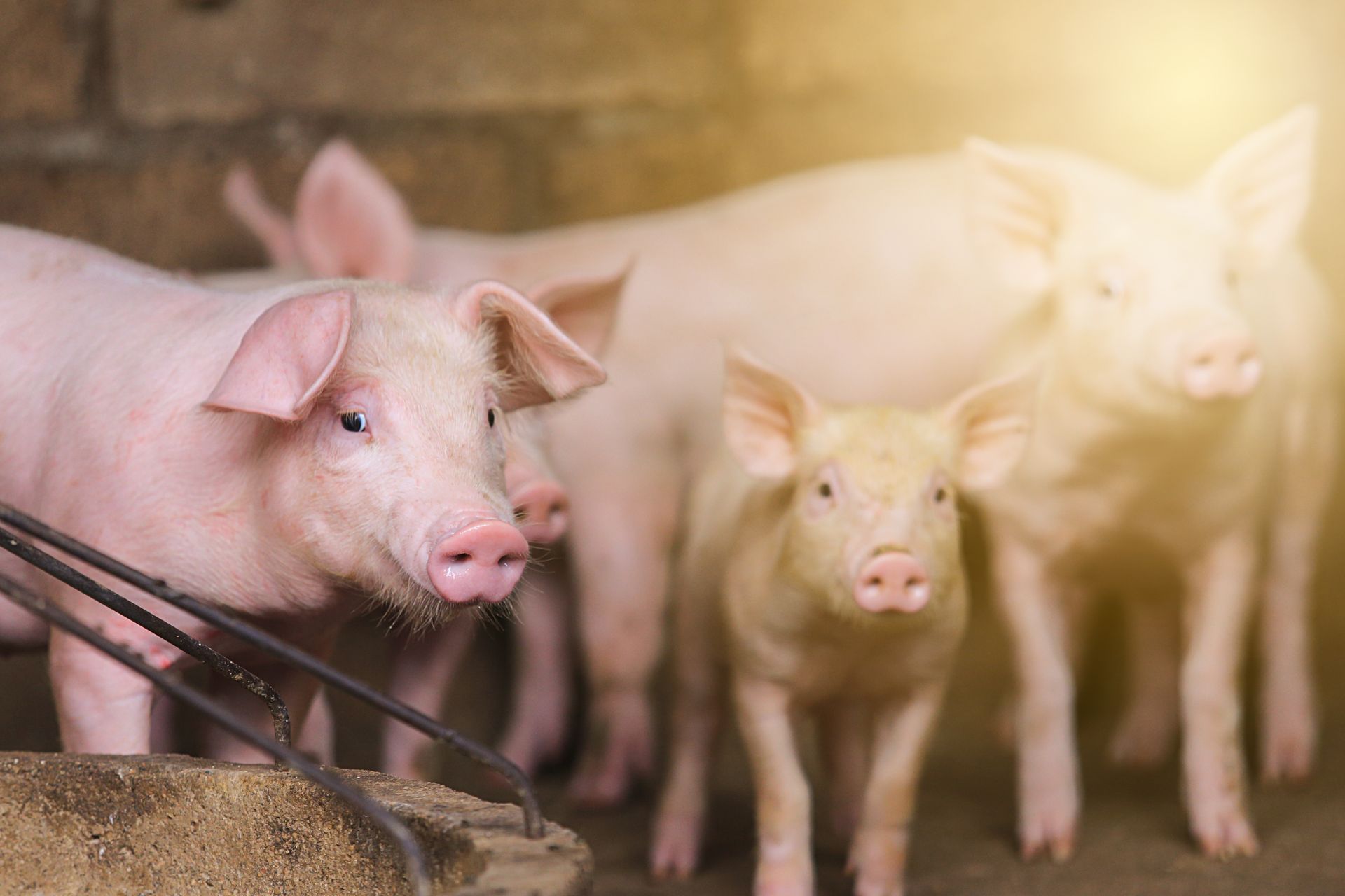 Nutrição balanceada é pilar essencial no combate ao canibalismo em suínos