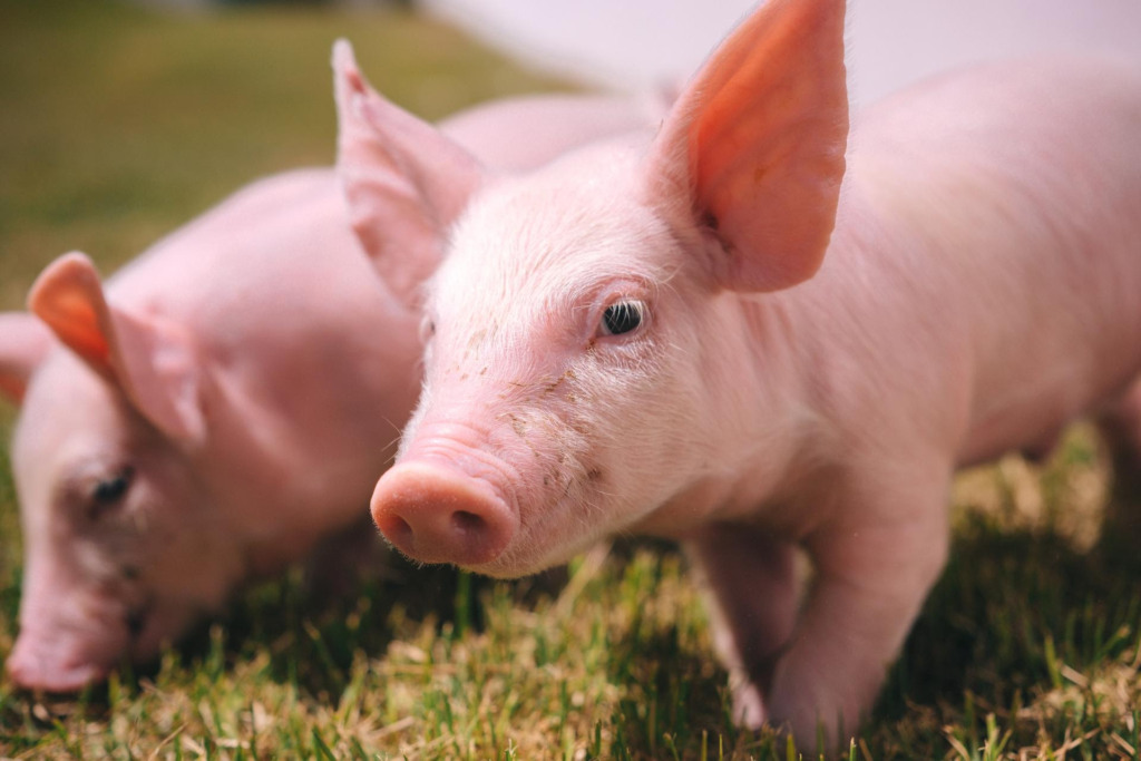 Frimesa avança em biosseguridade