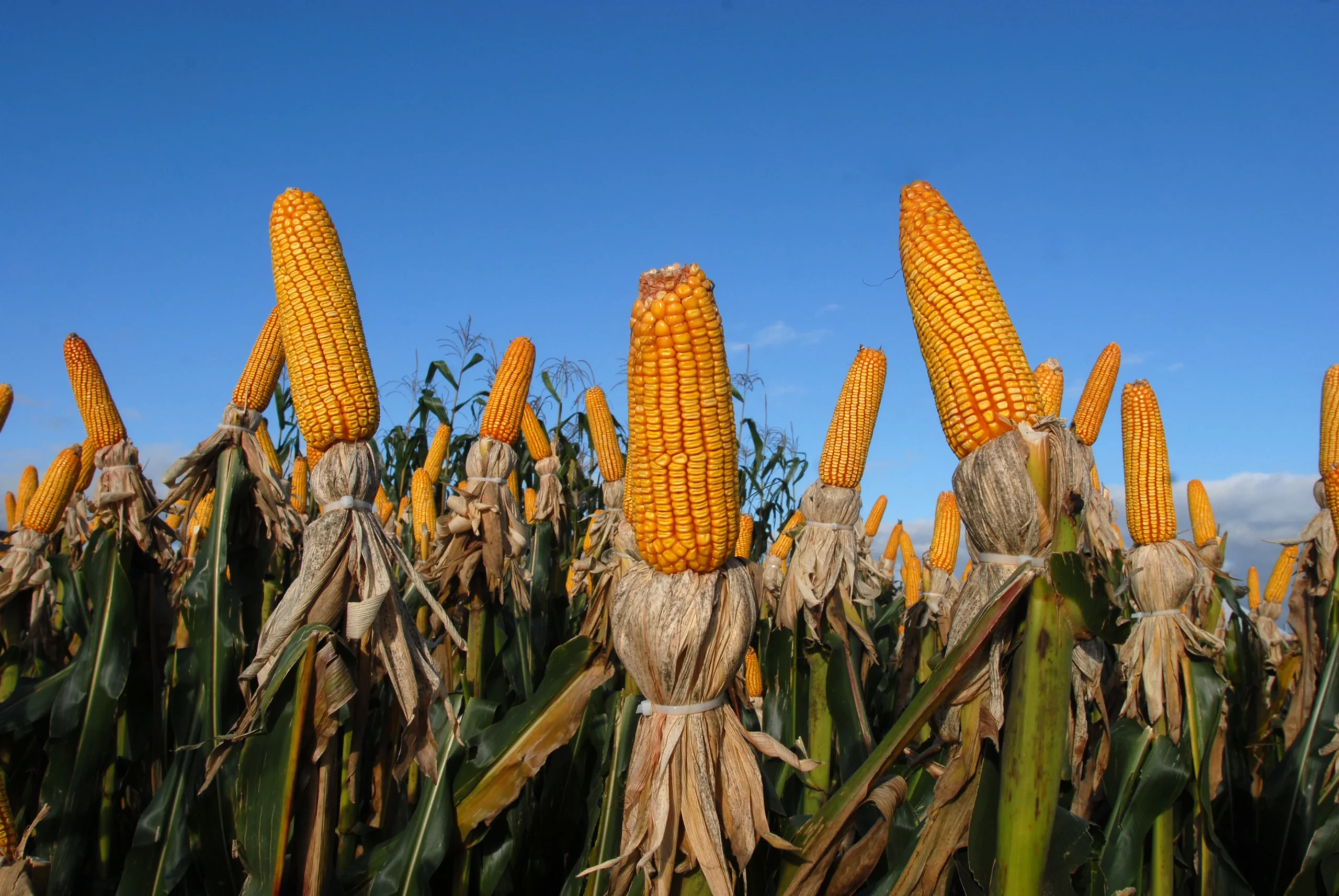 Energia renovável do agro responde por 30% de toda a matriz energética do país