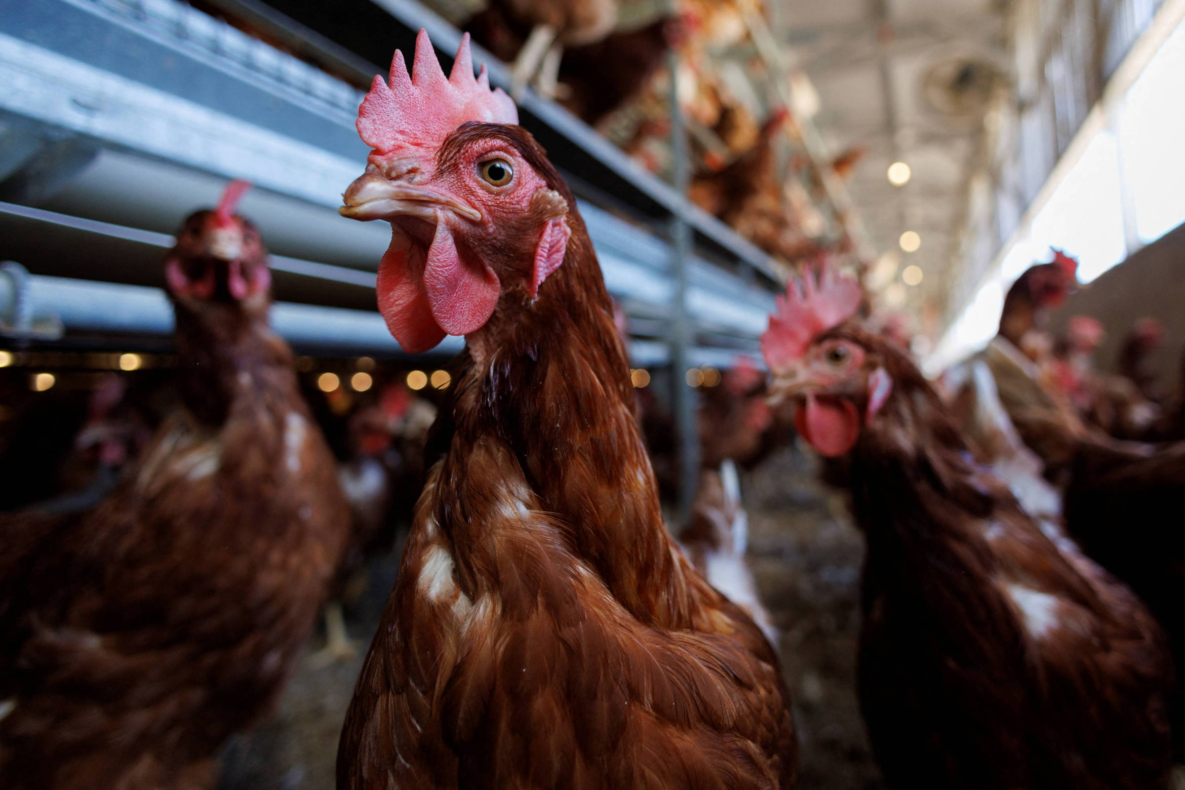 Estudo comprova eficácia do uso de espuma para despovoamento de aves em emergências sanitárias
