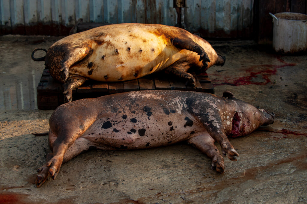 Fator humano é apontado como causa de maior surto de Peste Suína Africana na Croácia