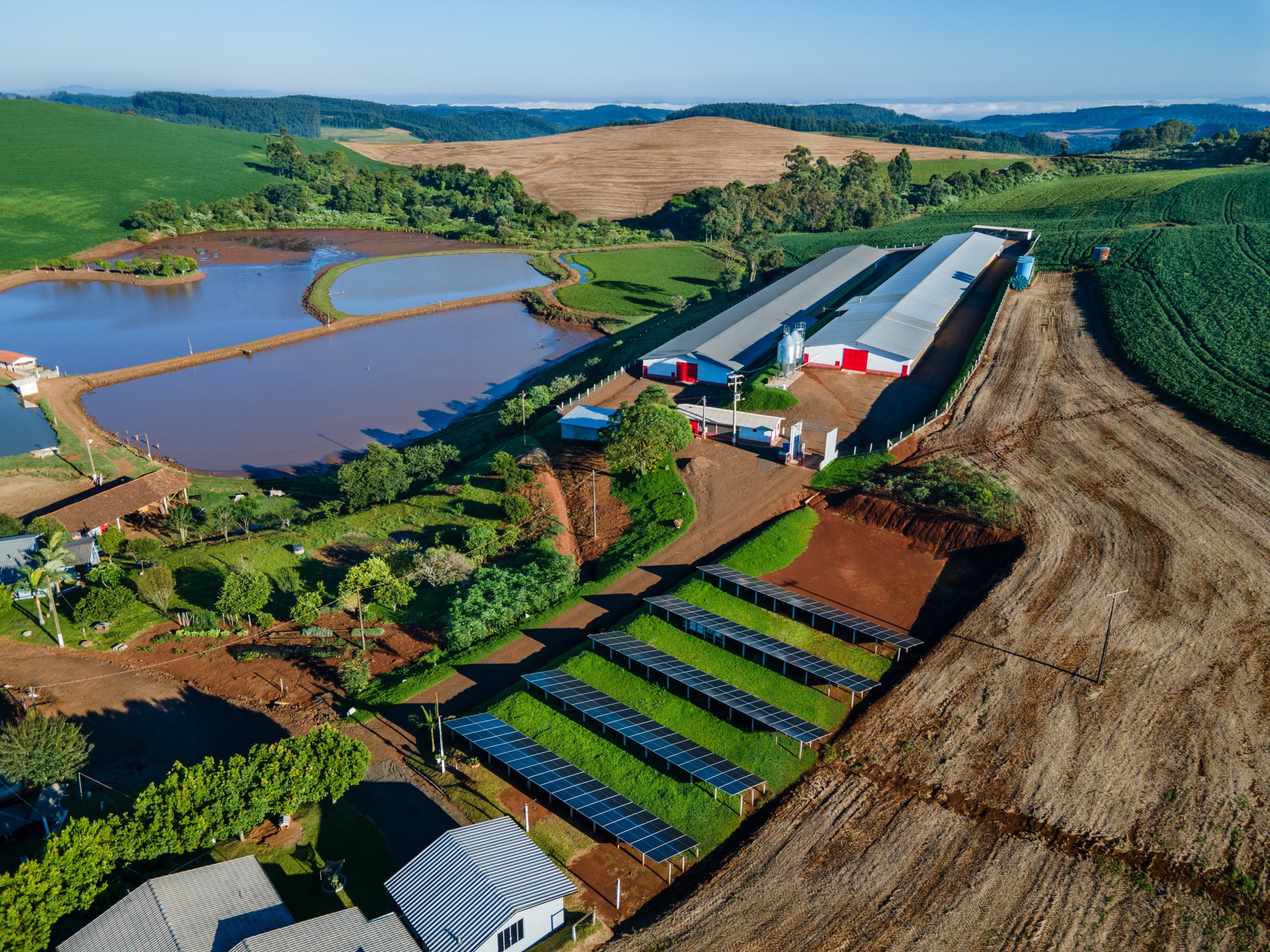 Volume de aves e suínos produzidos com energia solar pela BRF ultrapassa 60%