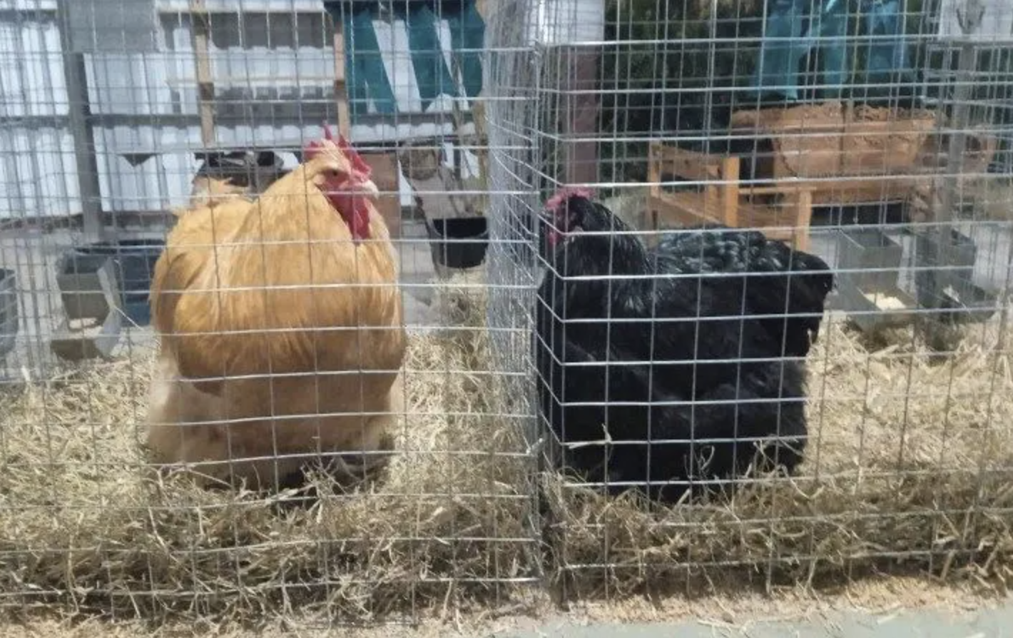 Aves vivas na Expointer: segurança sanitária ou risco para a avicultura gaúcha?