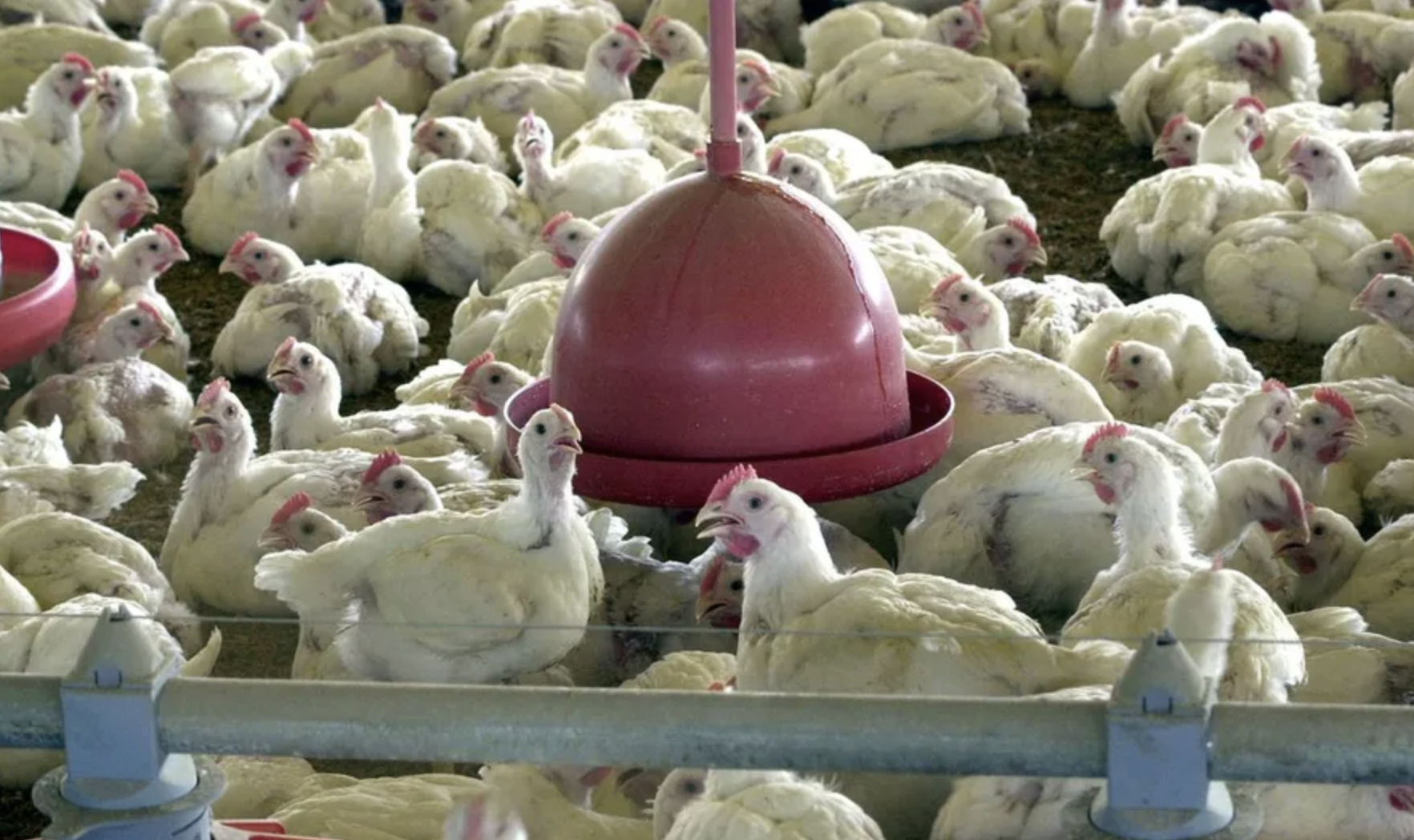 Missão chinesa no Brasil anima exportadores de carne de frango