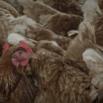 Brasil registra recorde de 1,6 bilhão de aves comerciais em 2024 e produção elevada em suíno, mostra IBGE Brasil registra recorde de 1,6 bilhão de aves comerciais em 2024 e produção elevada em suíno, mostra IBGE