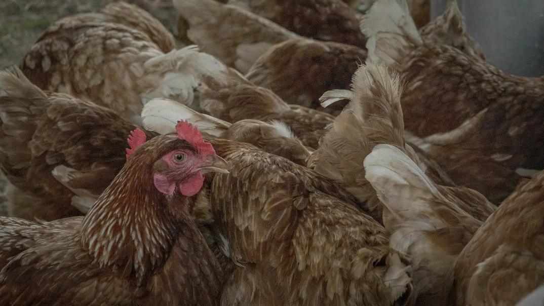 Brasil registra recorde de 1,6 bilhão de aves comerciais em 2024 e produção elevada em suíno, mostra IBGE
