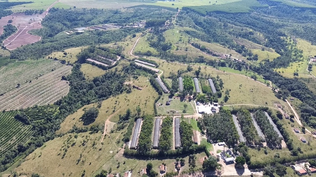 Granja São Marcos produz 5 milhões de ovos por mês e projeta dobrar volume até 2030