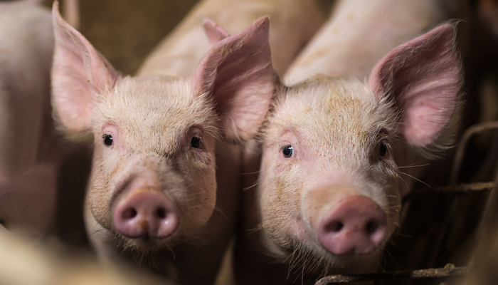 Novas regras de biosseguridade fortalecem a suinocultura de Santa Catarina