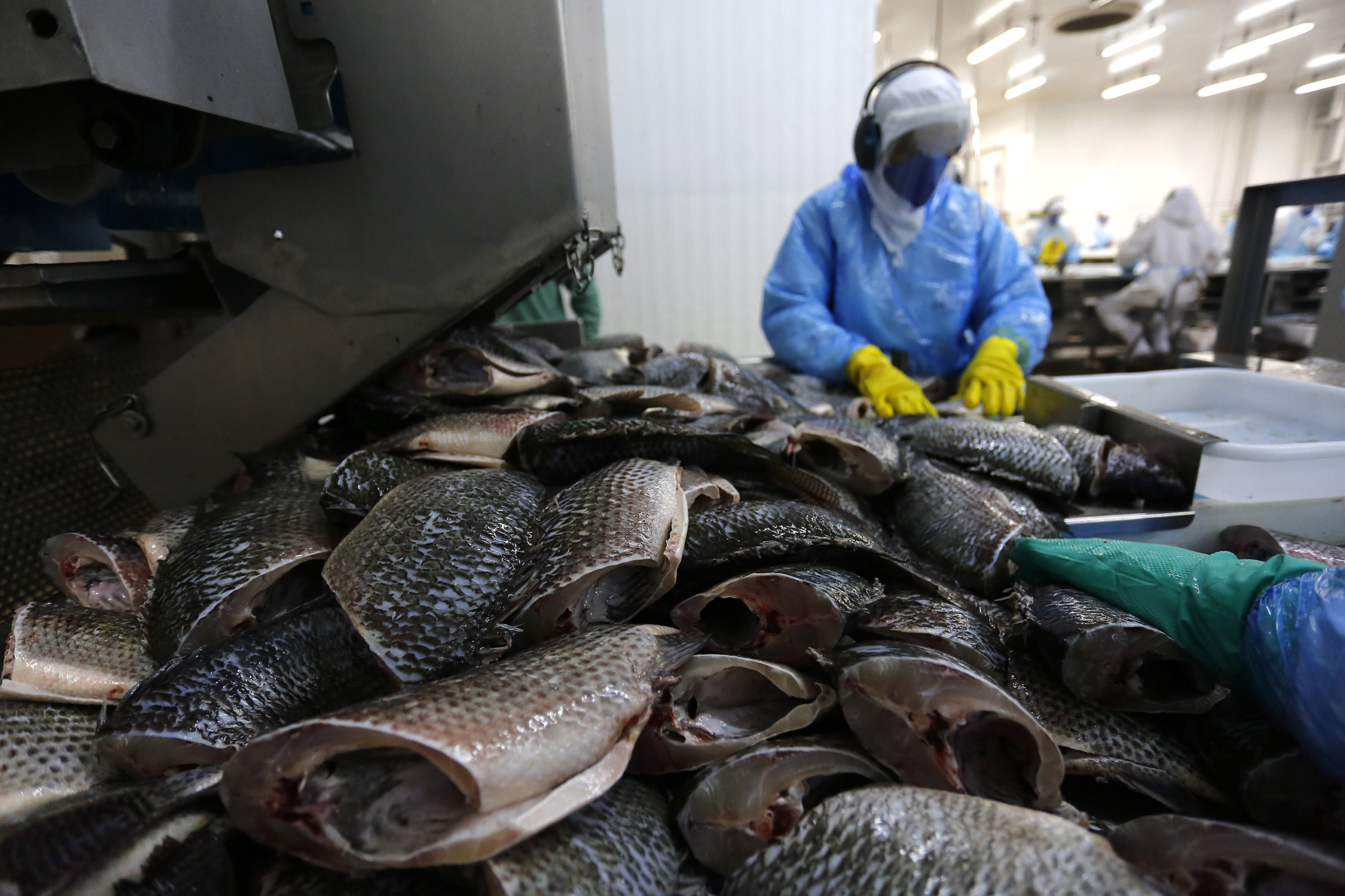 Boletim aponta crescimento de 10,4% na piscicultura do Paraná Boletim aponta crescimento de 10,4% na piscicultura do Paraná