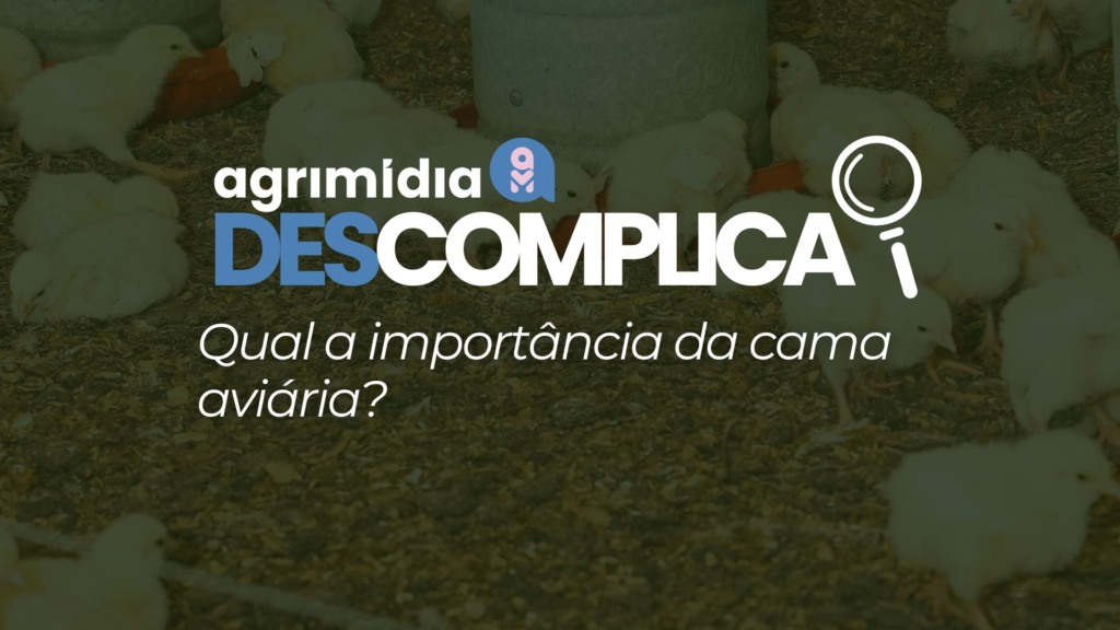 Agrimidia Descomplica: Qual a importância da cama aviária?