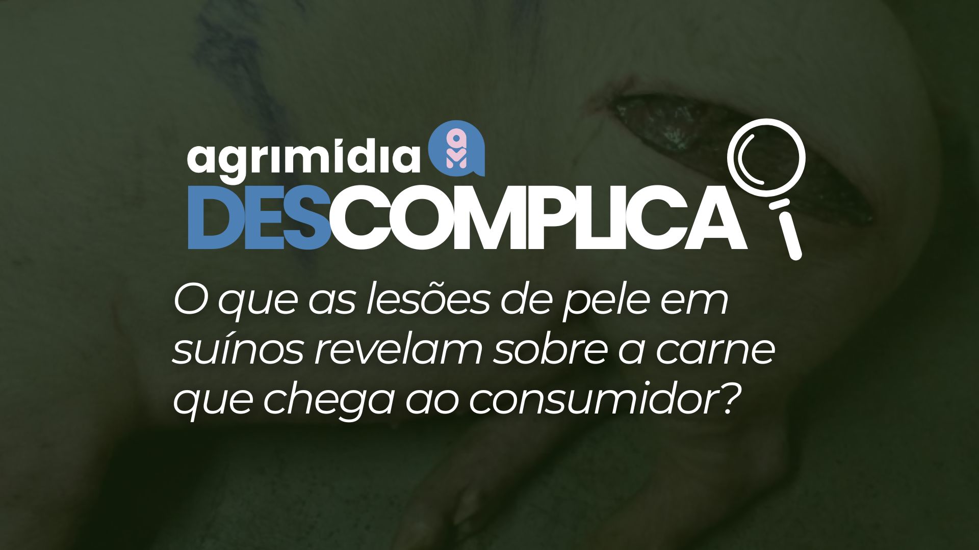 Agrimidia Descomplica: O que as lesões de pele em suínos revelam sobre a carne que chega ao consumidor?