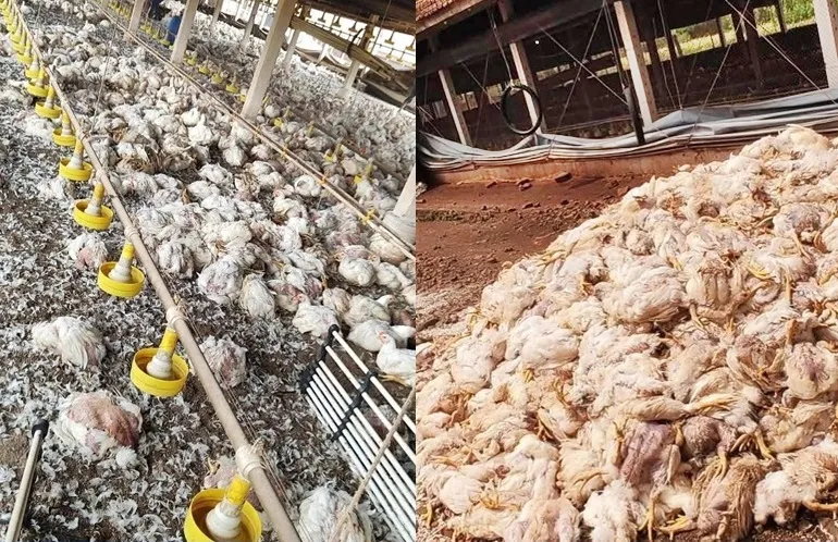 Queda de energia causa morte de 8 mil frangos em aviário no Paraná