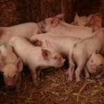 Coreia do Sul identifica DNA da peste suína africana em ração e impõe proibição nacional