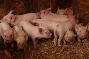 Suíno: sobreoferta pressiona preços de animal vivo e carne no Brasil