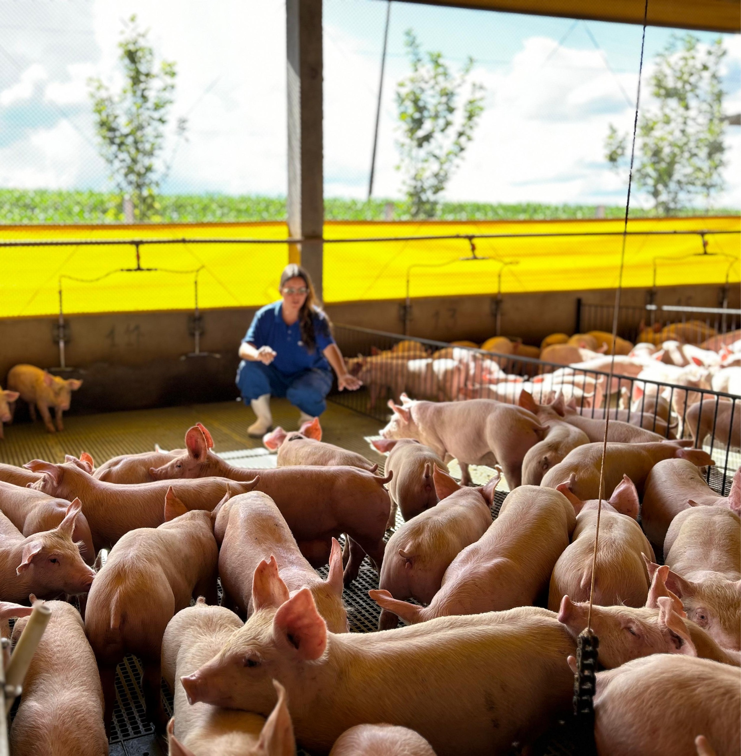 Certificação e biosseguridade como pilares da produção suinícola eficiente no painel da AveSui 2025 Certificação e biosseguridade como pilares da produção suinícola eficiente no painel da AveSui 2025
