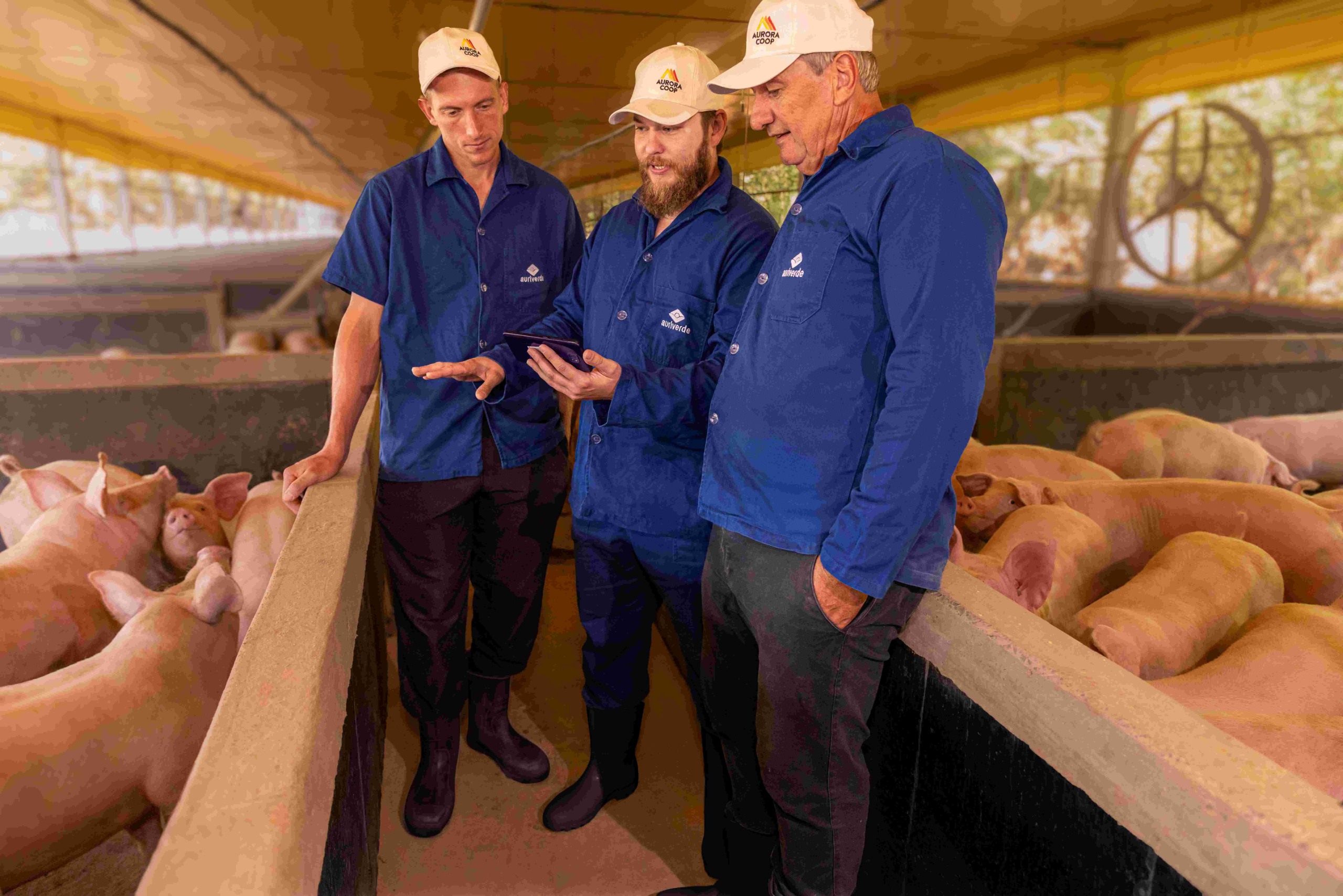 Aurora Coop lança 1º relatório de sustentabilidade com foco em bem-estar animal