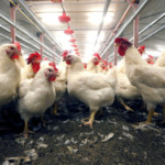 Contaminação por poeira em ovos no Reino Unido preocupa setor e exige ajustes no manejo