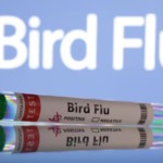 Austrália confirma circulação local de gripe aviária H5N1 na fauna silvestre