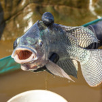 Cotação da tilápia registra estabilidade com leves altas nas principais praças